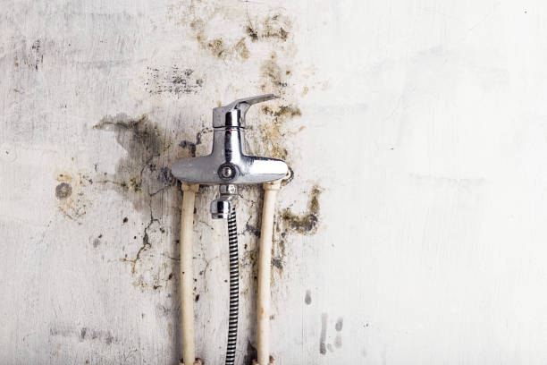 Best Health and Safety Mold Remediation in Essex Fells, NJ