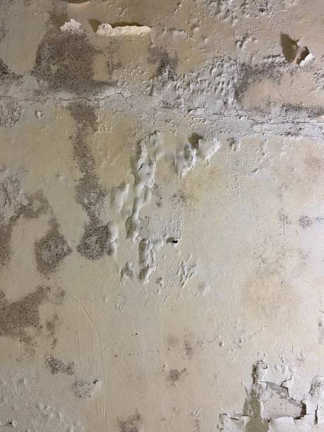 Best Post-Flood Mold Remediation in Essex Fells, NJ